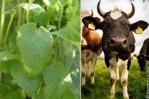 Citromfű diétán tartott tehenekből környezetbarát hamburger