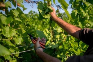 Miért hasznos a szőlő tetejezése, csonkázása? Elmondjuk!