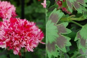 Ezek a legszebb, legkülönlegesebb muskátlik