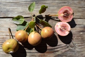 Ez egy régi magyar körtefajta, amiből isteni pálinka és kompót is készíthető