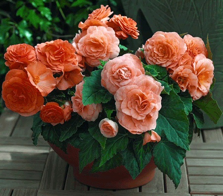 Hogyan teletessem a begónia gumókat?