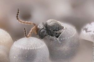 Megoldódik a poloskainvázió? Megjelent hazánkban is a poloskák ellensége?