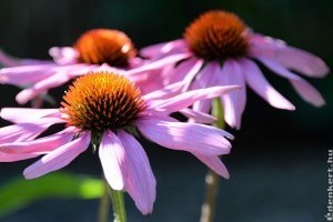 2020 gyógynövénye: bíbor kasvirág