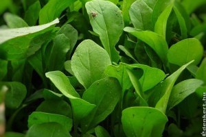 Rukkola termesztés kezdőknek: konyhakertbe, cserépbe is mehet