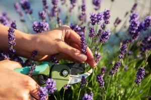 Mikor jobb metszeni a levendulát ősszel vagy tavasszal?
