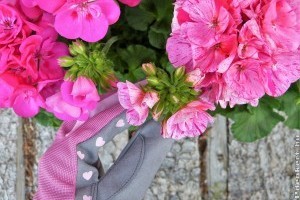 Milyen hernyó rágja a muskátli virágait?