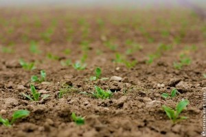 A fémzárolt vetőmagok, a visszavetés és ezek hatásai