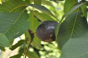 Ősszel lassan véget ér a növényvédelmi szezon