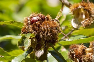 Októbertől elérhető a piacon a hazai szelídgesztenye