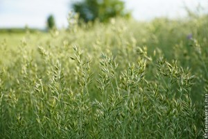 Ruhára tapadt magokkal is terjednek az inváziós növényfajok