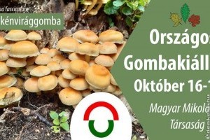 Gombakiállítás megszállott gombásoknak a Soroksári Botanikus Kertben