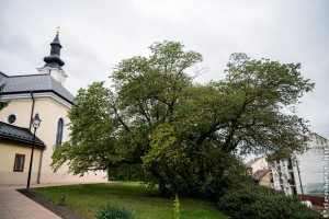 2020 Év Fája a 250 éves mélykúti júdásfa