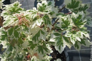 Szoliter szépség a kertben: fehér-tarka levelű mezei juhar