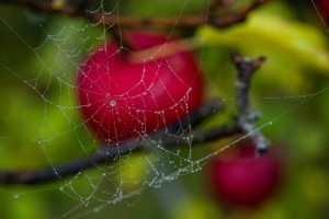 Vadászpókok szerepe az almakártevők szabályozásában