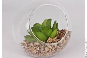 Pozsgás növények az otthonunkban!