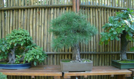 Krizantém: ha ezekre figyelsz, tele lesz virággal