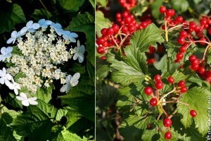 Törpe kányabangita - 2 méteres lett, maradhat?