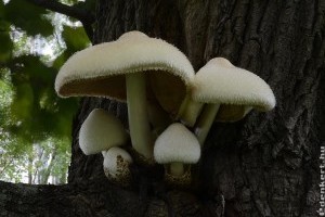 2021 év gombája: óriás bocskorosgomba