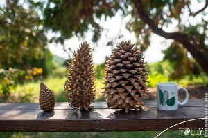 Nyilvános tobozszüret a Folly Arborétumban