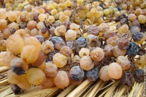 Szalmaborhoz töppesszünk szőlőt! Egy eljárás, amellyel kivédhetők a klímaváltozás kedvezőtlen hatásai a szőlőtermesztésben