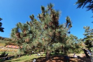 Mutatjuk, hogyan szüretelték a tobozt a Folly Arborétumban!
