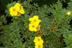 Tökéletes választás alacsony térelválasztó sövénynek: cserjés pimpó