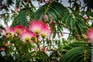 Téltűrő selyemakác: egy gyönyörű díszfa a kertbe