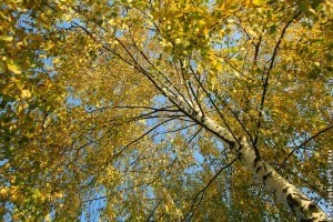 Különleges lombszín: aranysárga nyírfa