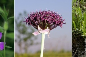 Szavazz, mely virág legyen 2021 vadvirága