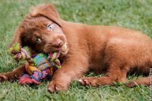 Hogyan gondozd a kutyádat?