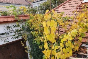 Szőlőlugas kialakítása kicsi helyen: ezekre kell figyelni