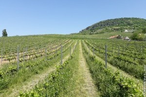 A talajművelési gyakorlat módosíthatja a szőlőtőkék alatti mikroszkopikus élővilágot