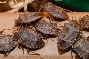 Kutatáshoz keresnek telelő márványos poloskákat a Szent István Egyetem munkatársai!