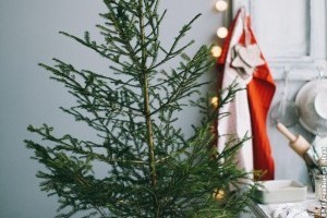 Mikor éli túl a földlabdás fenyő a karácsonyt?