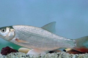 A jászkeszeg lett 2021-ben az év hala