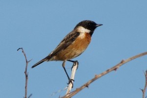 A cigánycsuk lett 2021-ben az év madara