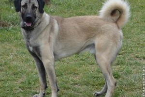 Meg akart szabadulni kutyájától egy bécsi nő, 8700 eurót kell fizetnie