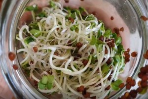 Csíra és mikrozöldség termesztése házilag