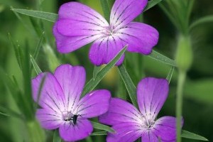 A gyönyörű lila vetési konkoly lett 2021-ben az év vadvirága