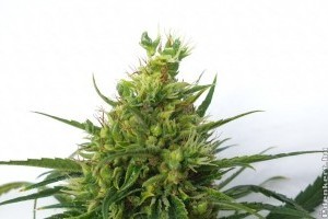 Kendertermesztés otthon törvényesen - ezek a legfontosabb tudnivalók