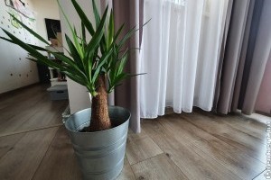 Mitől sárgulhat a jukka levele? Elmondjuk