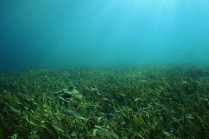 A tengerifű kiszűri a tengervízből a műanyagdarabkákat