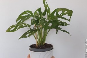 Adanson monstera az egyik kedvenc szobanövényünk