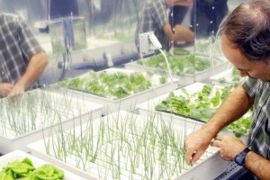 Környezetbarát növénytermesztési eljárás automatizálásán dolgoznak magyar kutatók