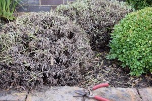 Hogyan érdemes tavasszal az öreg, felkopaszodott levendulát megmetszeni?