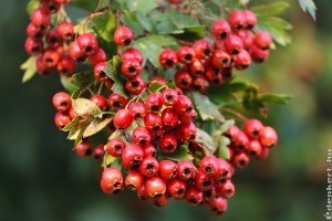 Magas vérnyomás, szapora pulzus - ez a növény jó rá