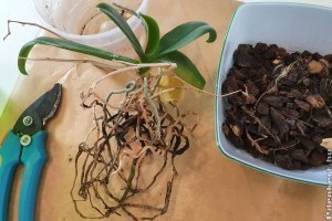 Hogyan mentsük meg a haldokló orchideát?