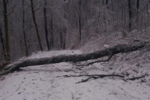 Ne most menjünk kirándulni a Pilisi Parkerdőbe!