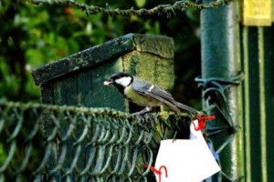 Segítség! Széncinege költözött a postaládába!