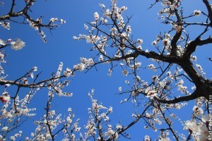 Máris elfagytak a kajszik?